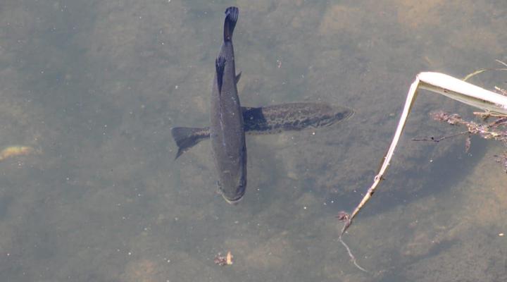 De Villa River Resort