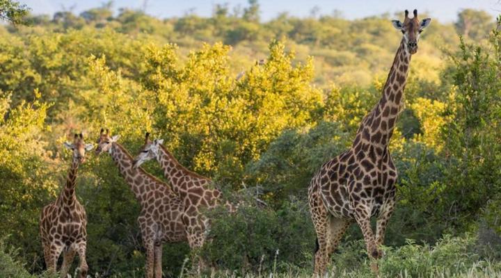 Mountain View Safari Lodge