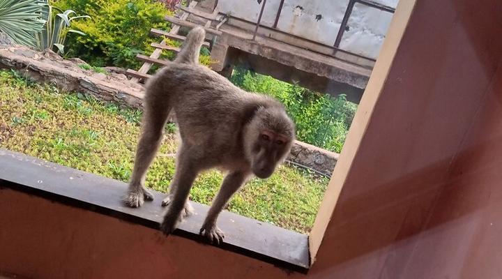 The Great Sagana Resort