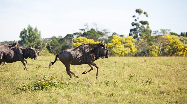 Areena Riverside Resort & Private Game Reserve