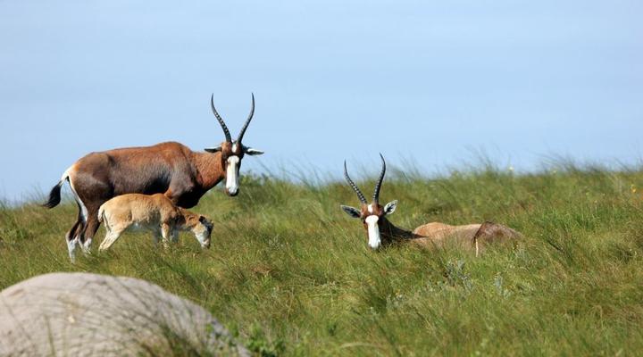 Areena Riverside Resort & Private Game Reserve