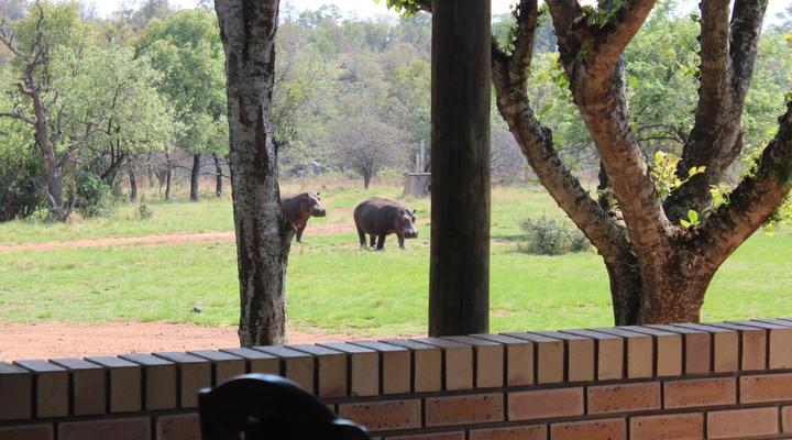 Wilgeboomsdrift Safaris