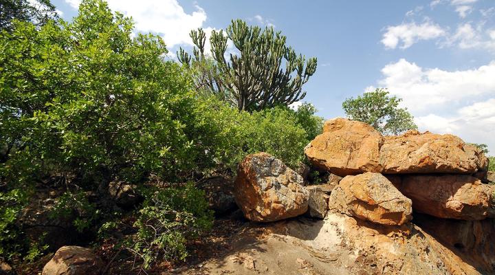 Sondela Nature Reserve & Spa Tambuki 4x4 Camp