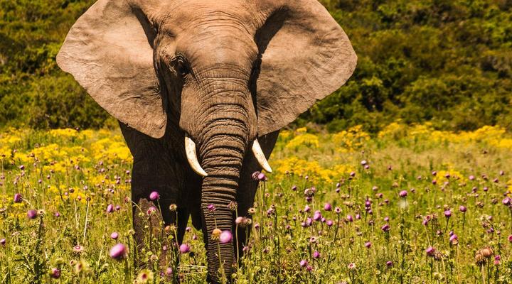 Woodall Country House & Spa