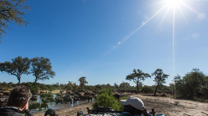 Umlani Bush Camp Timbavati Game Reserve
