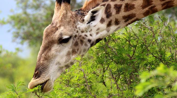 Umlani Bush Camp Timbavati Game Reserve