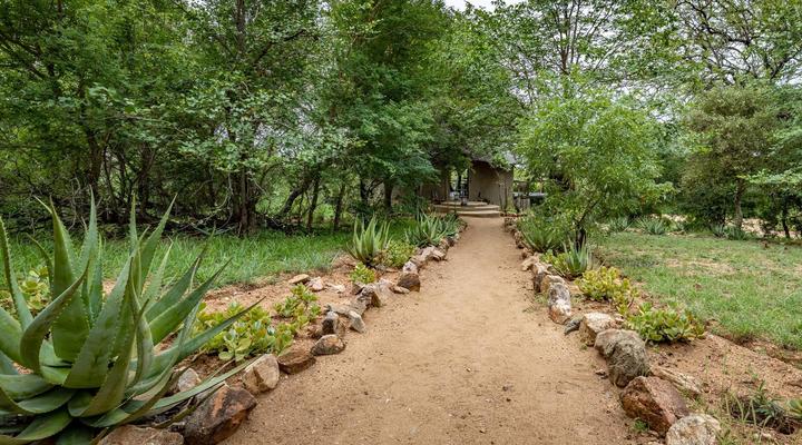 Umlani Bush Camp Timbavati Game Reserve