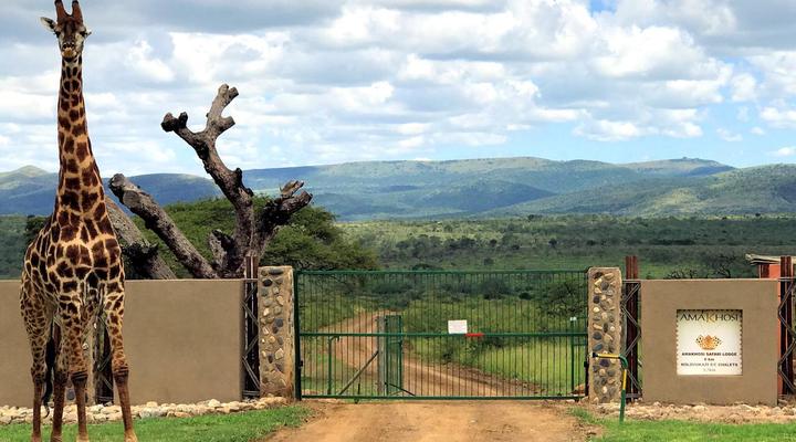 Amakhosi Safari Lodge