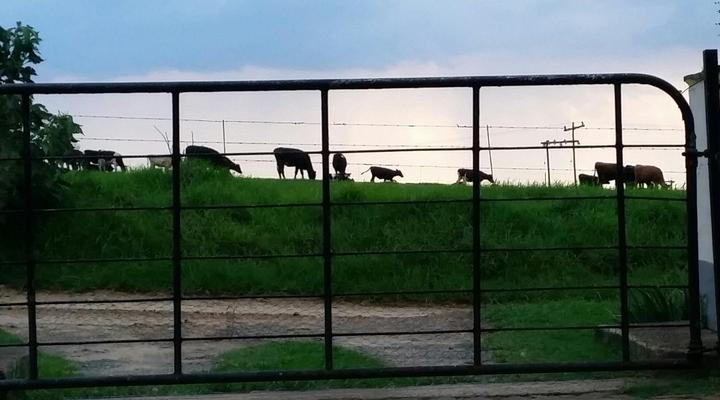 Wild Berry Guest Farm