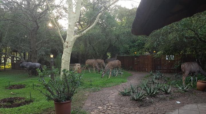 Phumula Kruger Lodge and Safaris