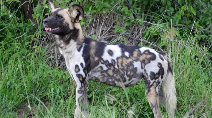 Motswiri Private Safari Lodge