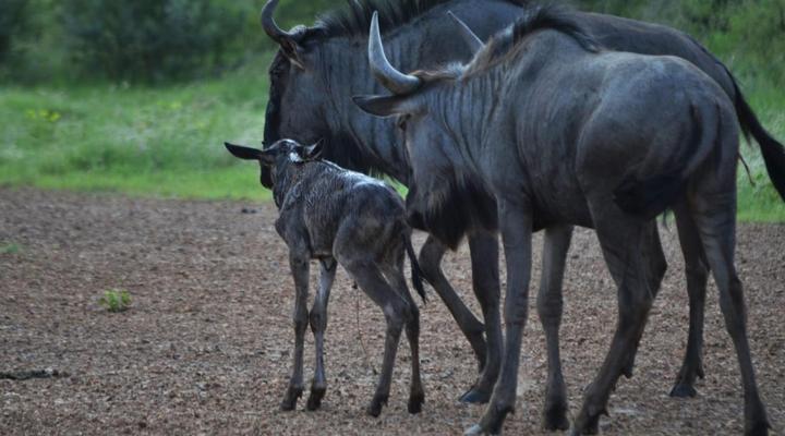 Motswiri Private Safari Lodge