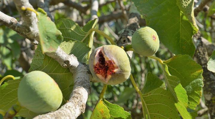 Swellendam Country Lodge