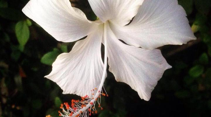 Dempsey's Guest House