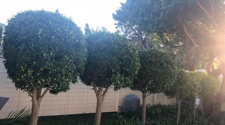 Navona - Constantia Guest Cottage