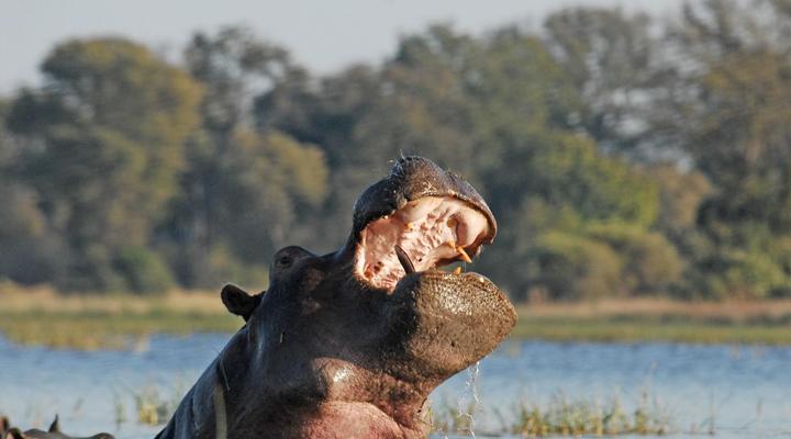 Divava Okavango Resort and Spa