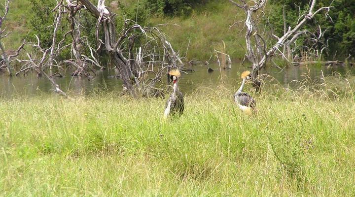 Tillietudlem Game and Trout Lodge