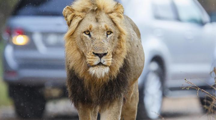 Cambalala - Luxury Units in Kruger Park Lodge