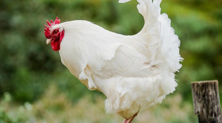 Blommekloof Country Cottages 