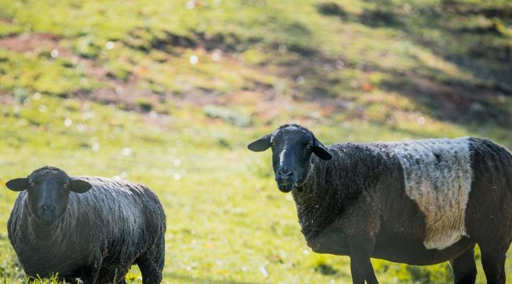 Blommekloof Country Cottages 