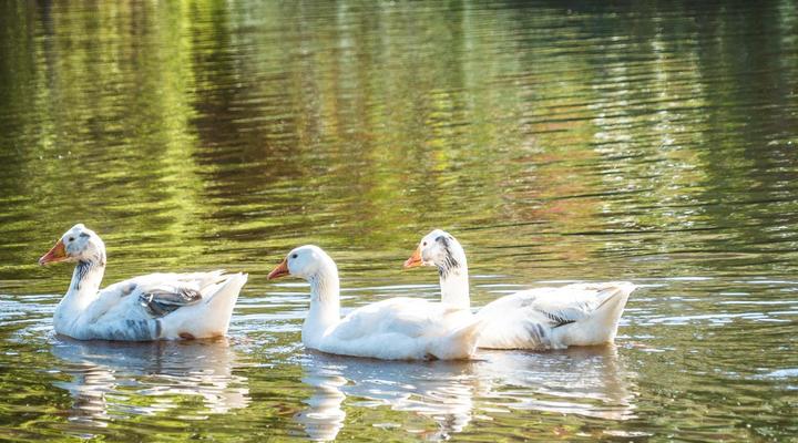 Blommekloof Country Cottages 