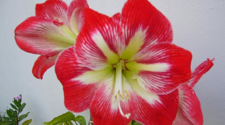 Aloha Bed & Breakfast / Self-catering