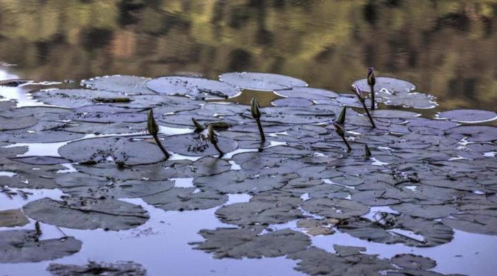 Pavetta Country House