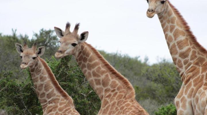 Valley Bushveld Country Lodge