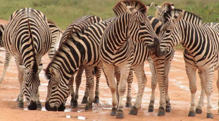 Valley Bushveld Country Lodge