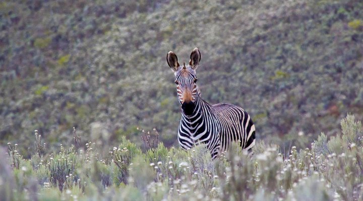 Swartberg Private Game Lodge