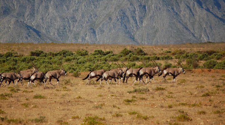 Swartberg Private Game Lodge