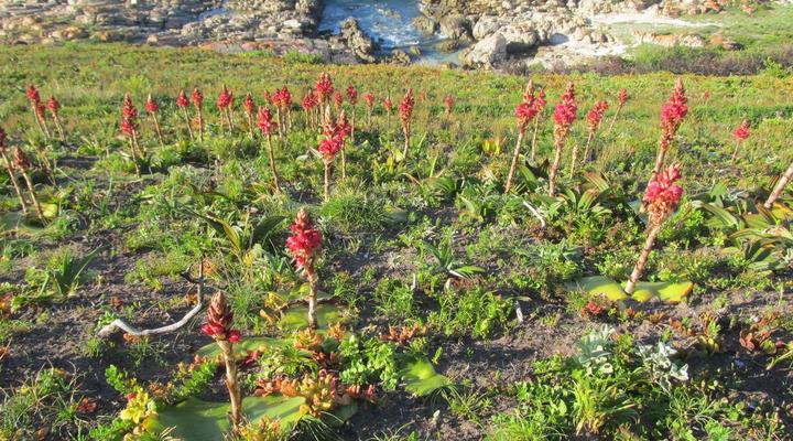 Cape St Francis Collection
