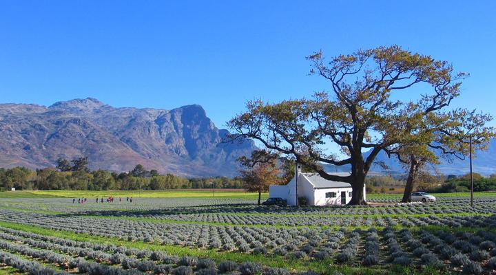 Jonquil Luxury Guest Cottage