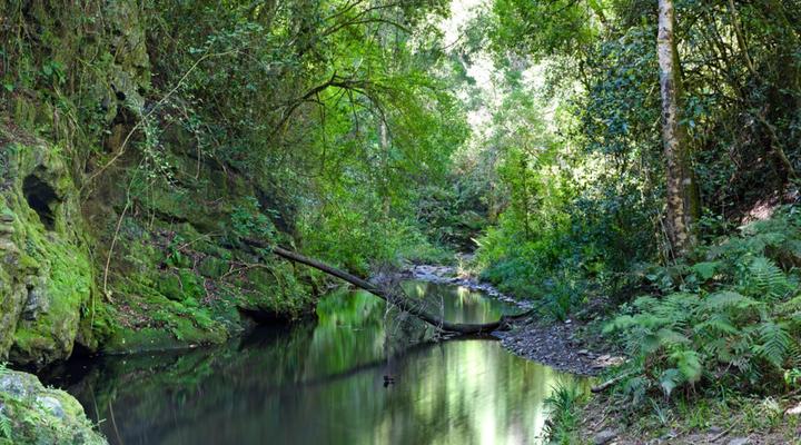 Moon Shine on Whiskey Creek