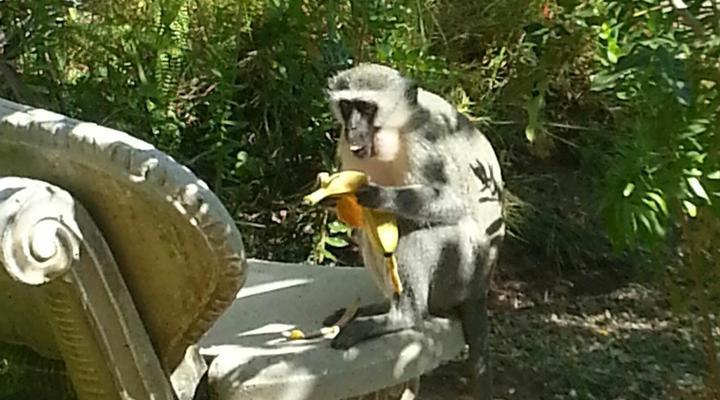 Kruger Park Lodge, Chalet Shongwe Ingwe