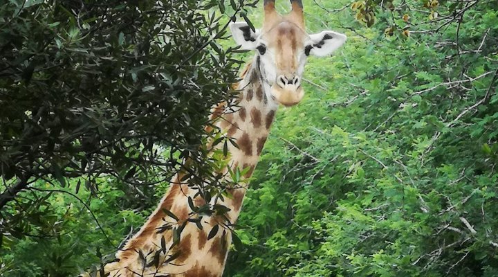a Zaganaga Kruger Lodge