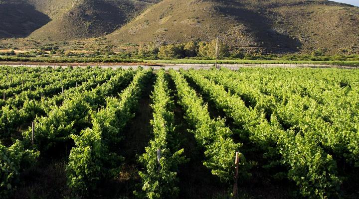 Tanagra Private Cellar