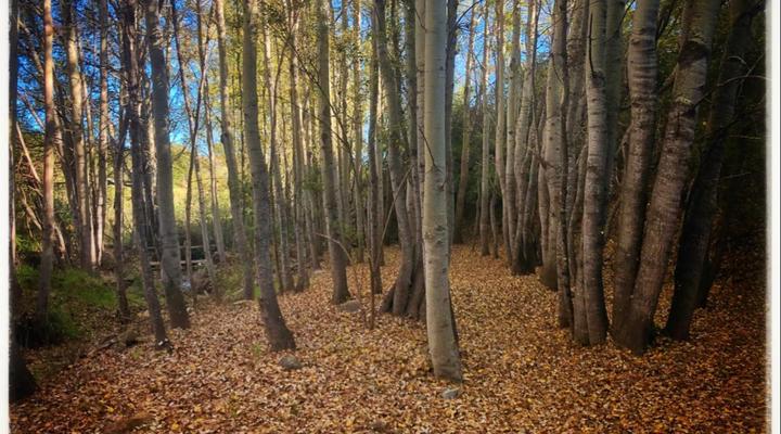 Pat Busch Mountain Reserve