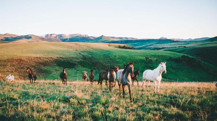 Montusi Mountain Lodge