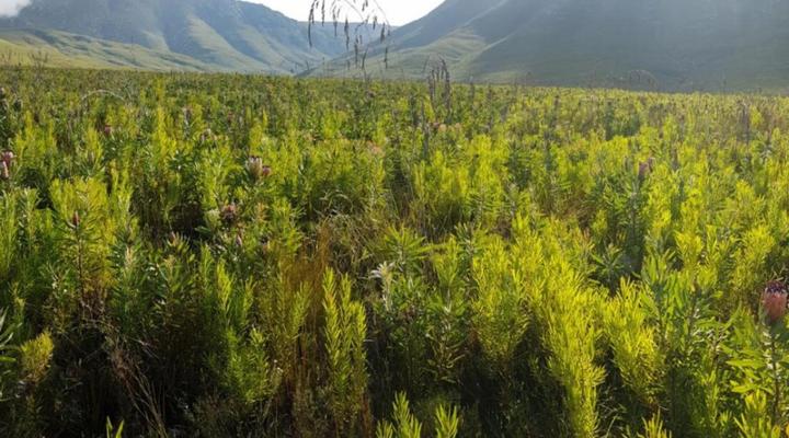 De Doornkraal Historic Country House