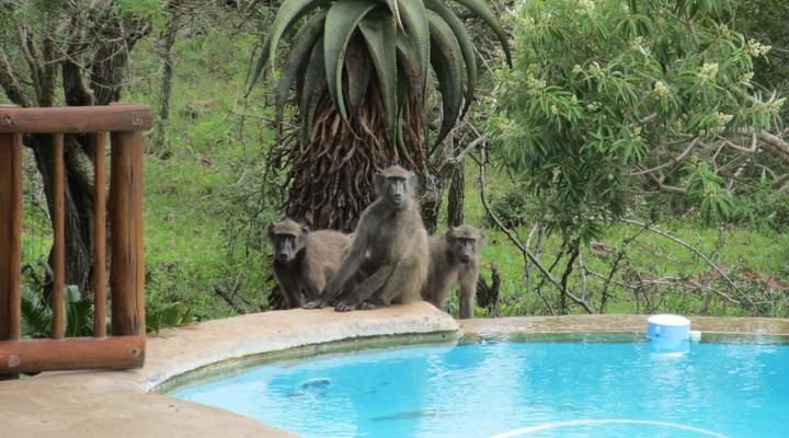 Aloe View Rock Lodge