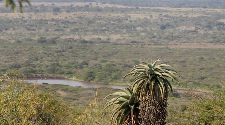 Aloe View Rock Lodge