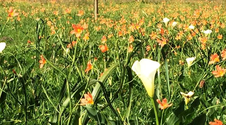 Klein Welmoed Guest House