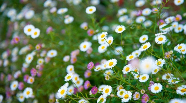 Pinoak Cottage Constantia