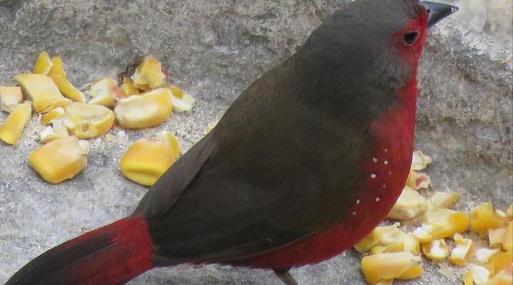 Houtboschbay Honeymoon Suite with Jacuzzi