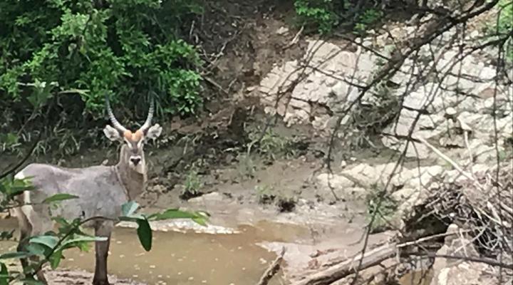 Leadwood Tree Safari Lodge