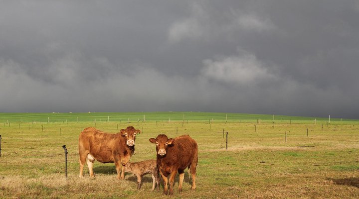 Klein Eikeboom Cottages