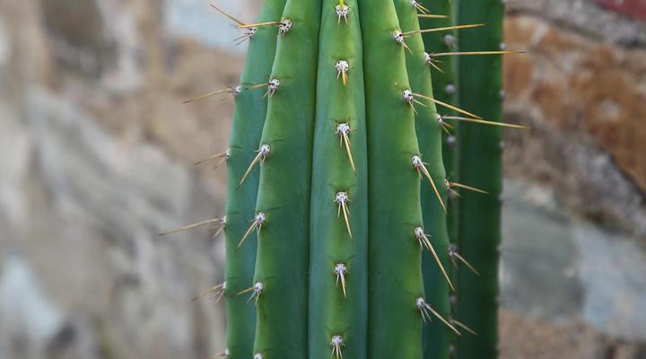 Desert Inn Guest House
