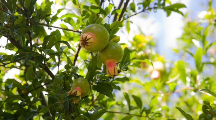 La Grenadine Petit Hotel