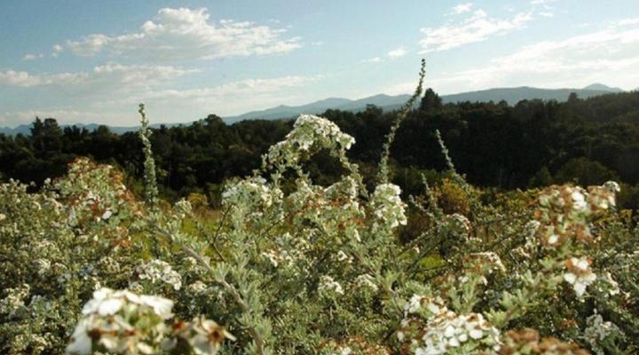 Forest Hills Cottages